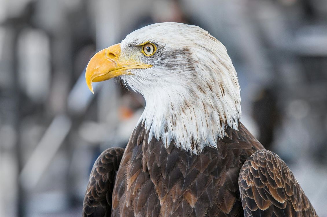 American bald eagle