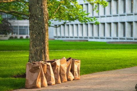 disposable bags beside the tree