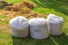 dried leaves in the plastic bag