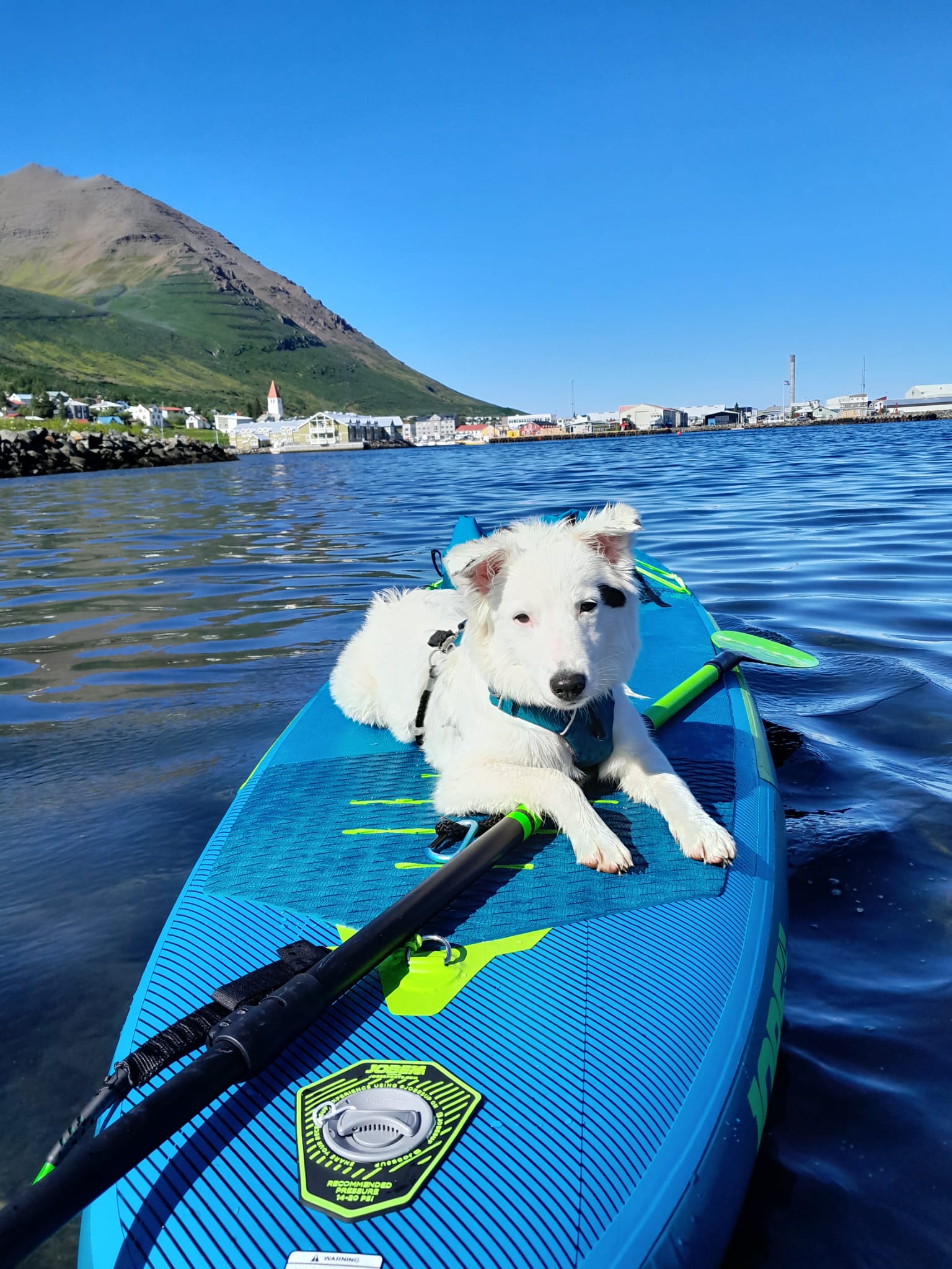 Cute white puppy in the sun on a stand up paddleboard
