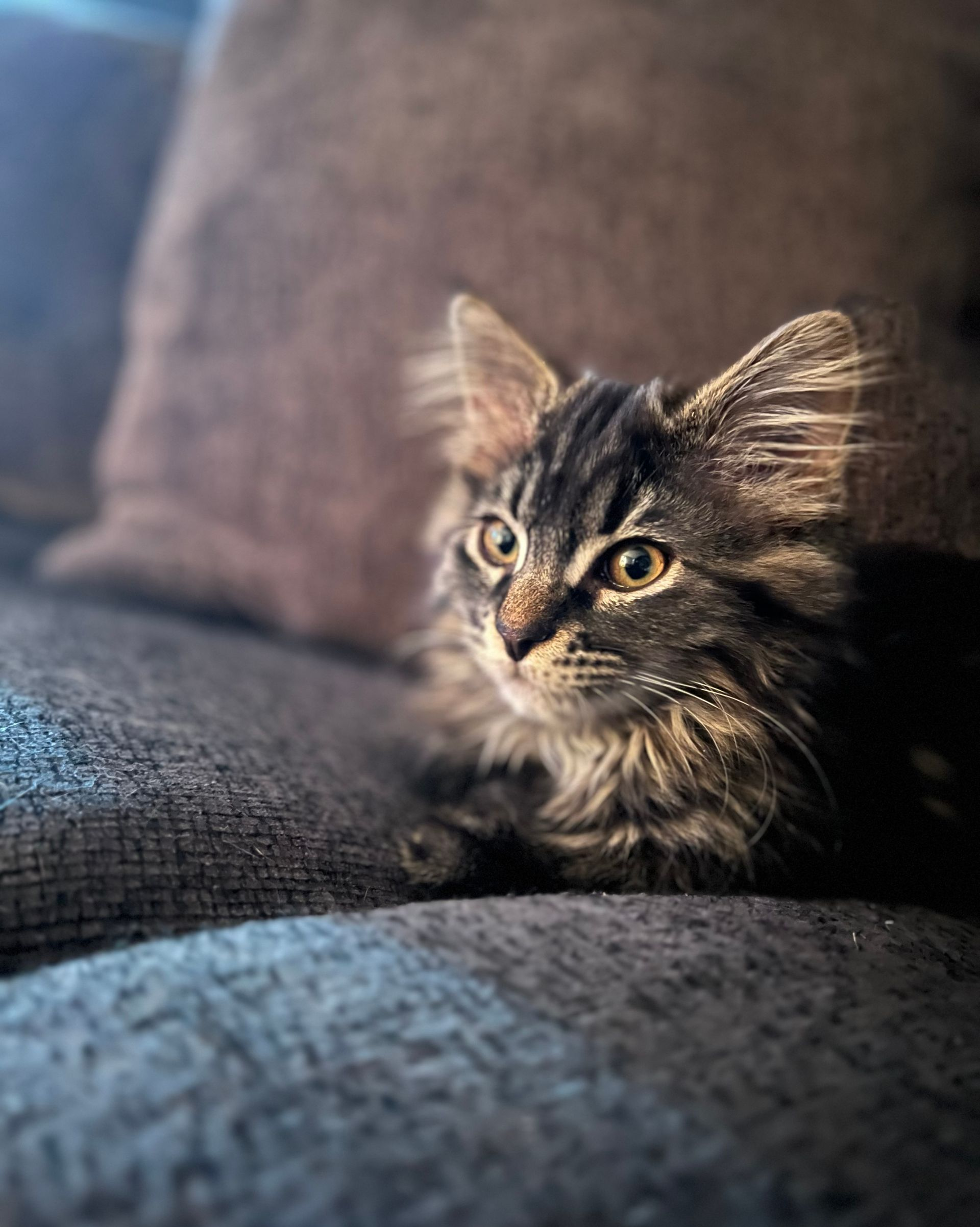 Fluffy tabby kitten with intense gaze, resting on a gray couch.