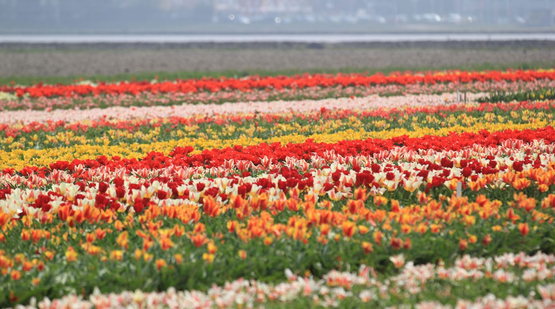Rows of colorful tulips in red, pink, yellow, orange, and white bloom across a field KEUKENHOF TULLIPS