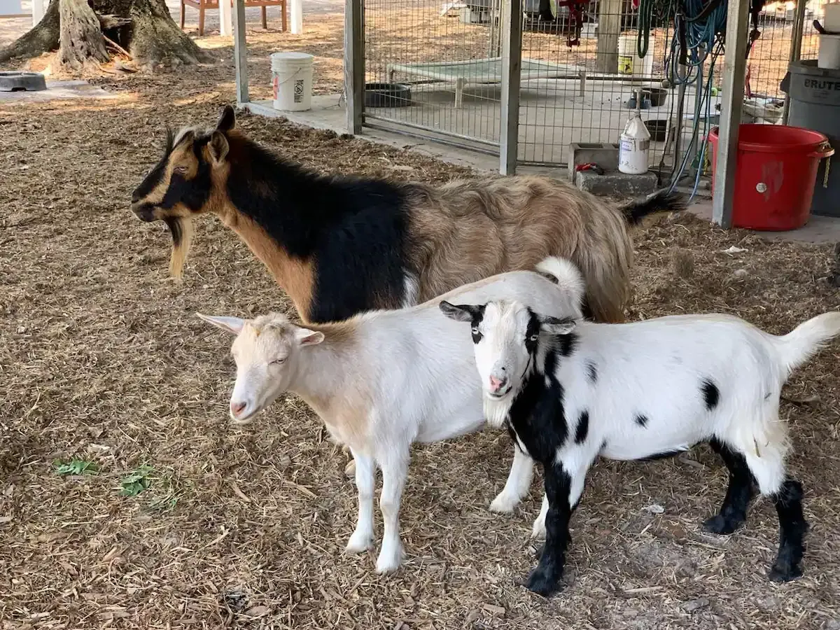 Rooterville Animal Sanctuary - Photo 3