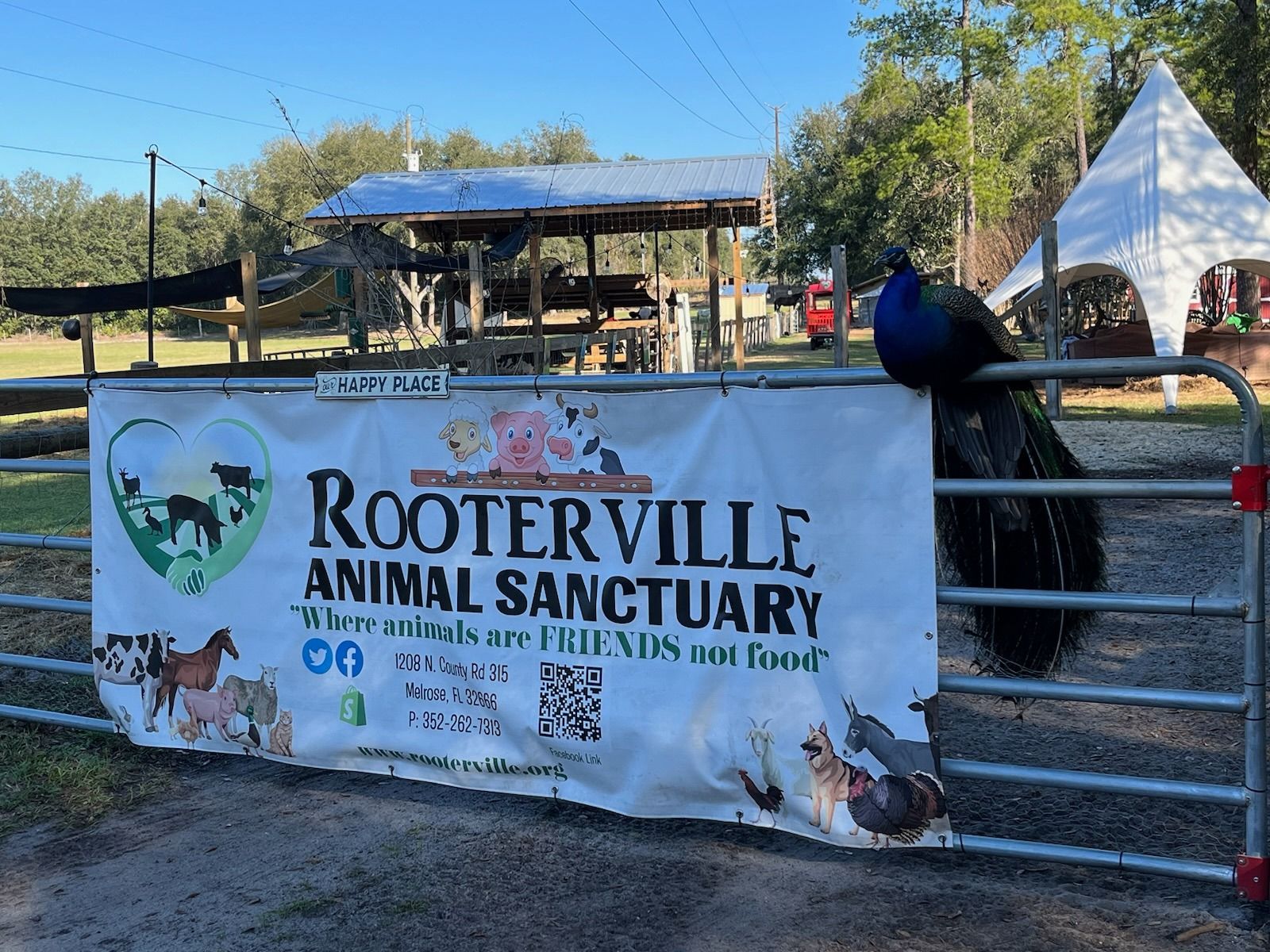 A peacock perched on a gate at Rooterville Animal Sanctuary. Sign reads