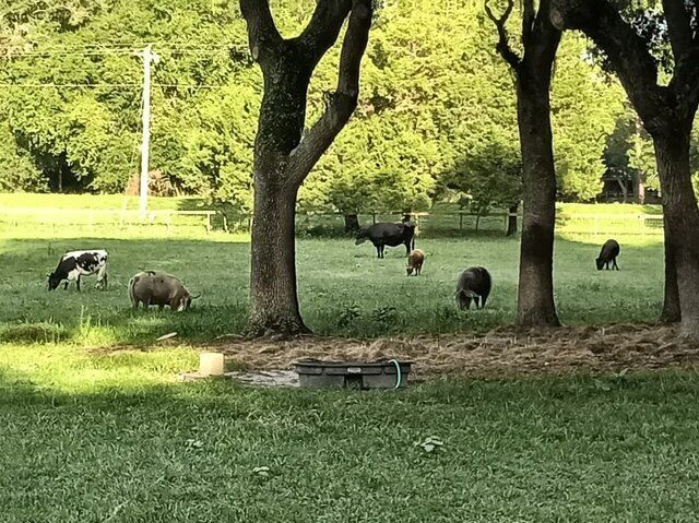 Cows and sheep graze in a grassy field, trees in the foreground, with a fence and trees in the background.