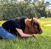 Person kneeling, hugging a small, brown and black cow in a grassy field.