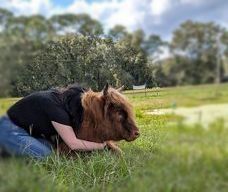 Person hugging a small brown Highland cow in a grassy field. Trees and a cloudy sky in background.