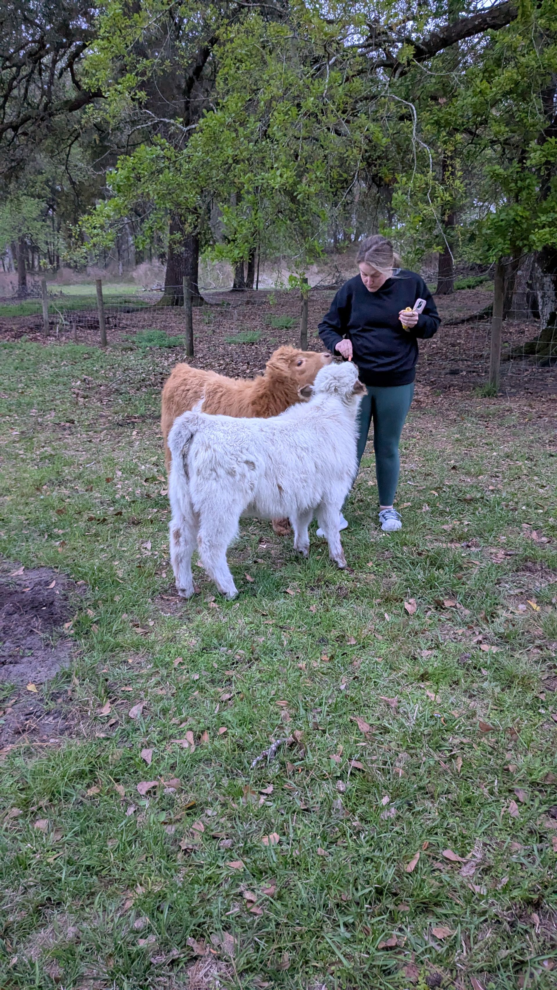 Woman standing with two fluffy calves in a grassy field. One is white, the other brown.