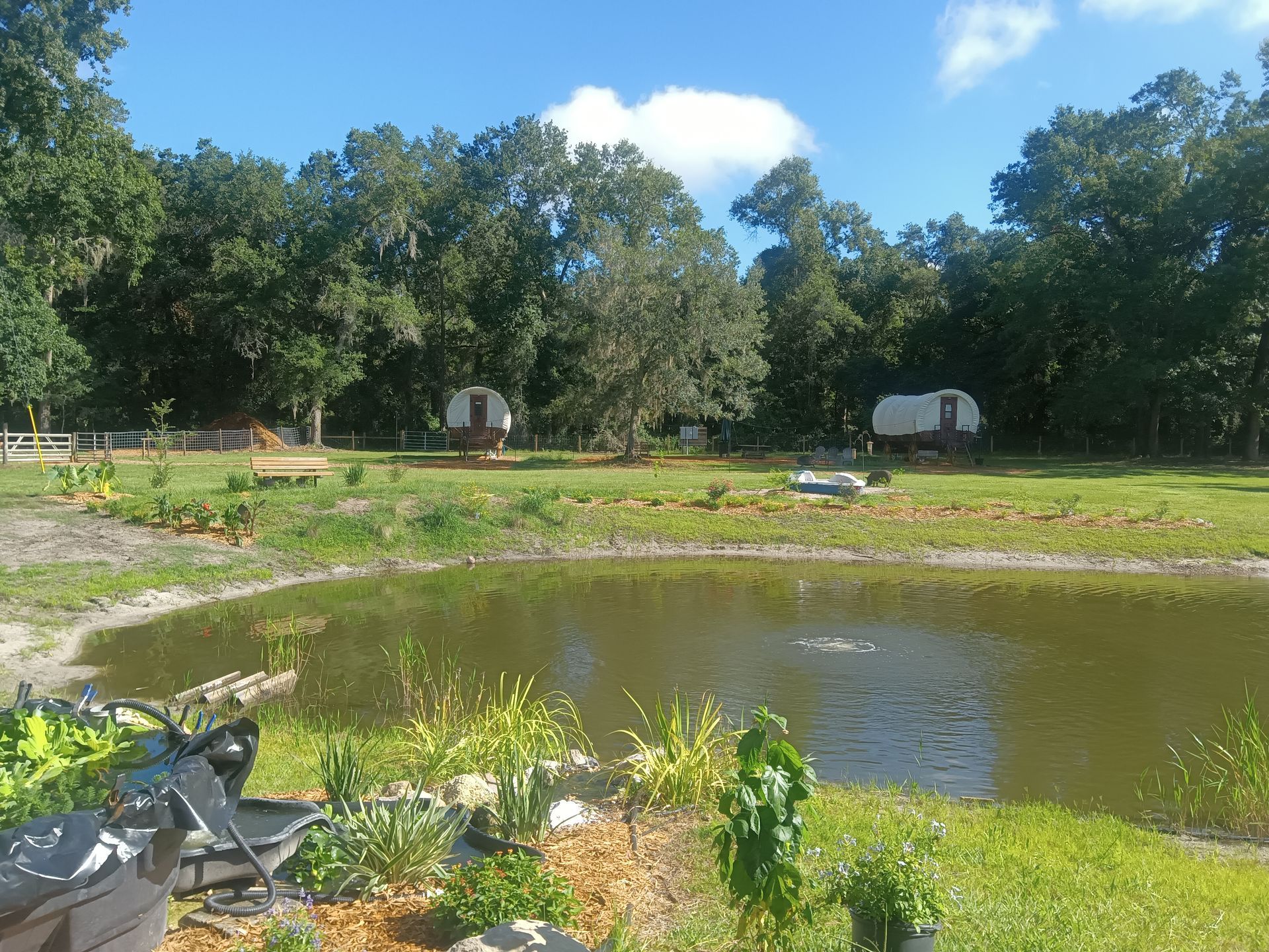 Pond in a sunny field with small white structures, surrounded by trees. Blue sky overhead.