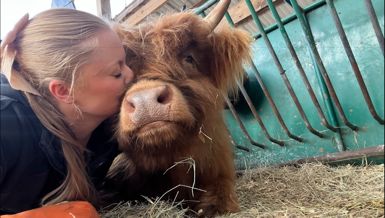 Woman kissing a Highland cow in a barn; both have gentle expressions.