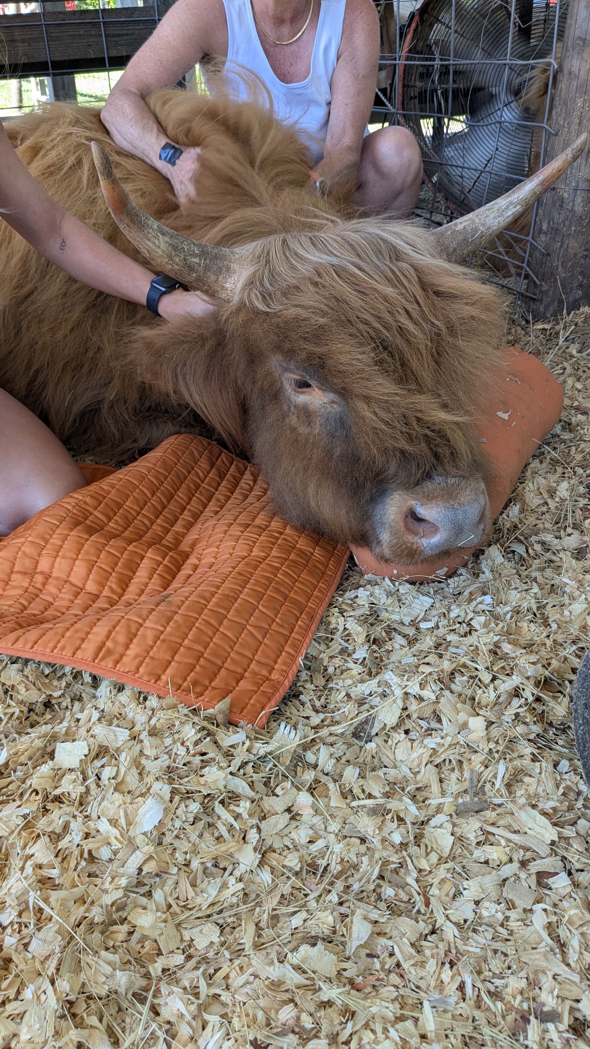 People petting a Highland cow lying in wood shavings.