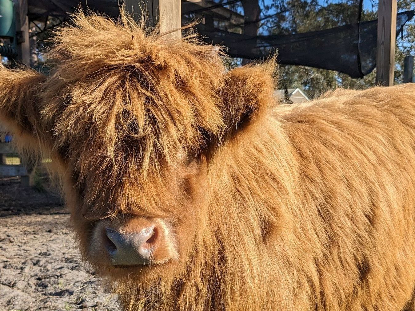 Rescue Animals Near Me: A Glimpse into Rooterville Animal Sanctuary