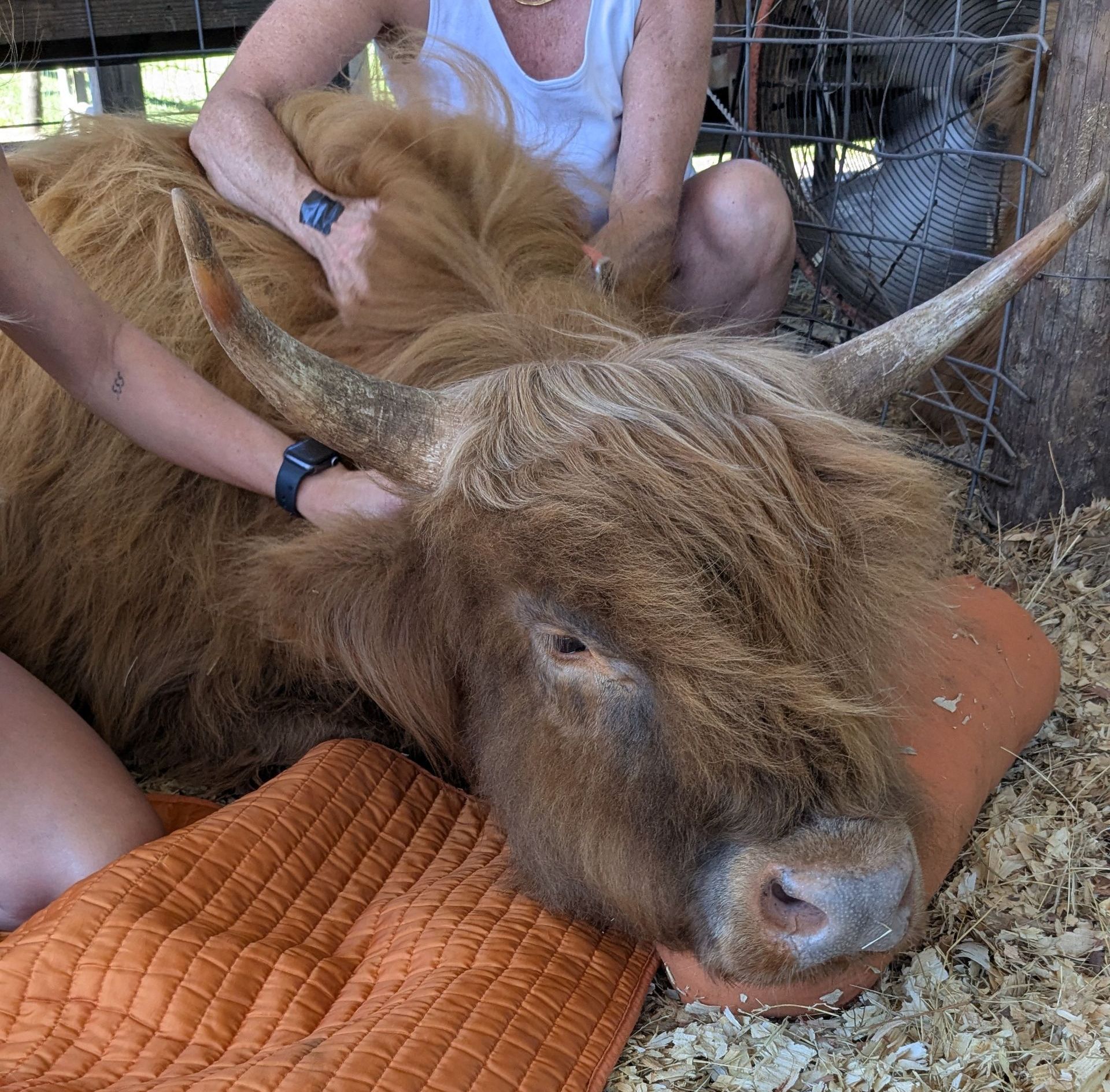 Highland cow resting, being petted by two people in a wooden pen, with chickens in the background.