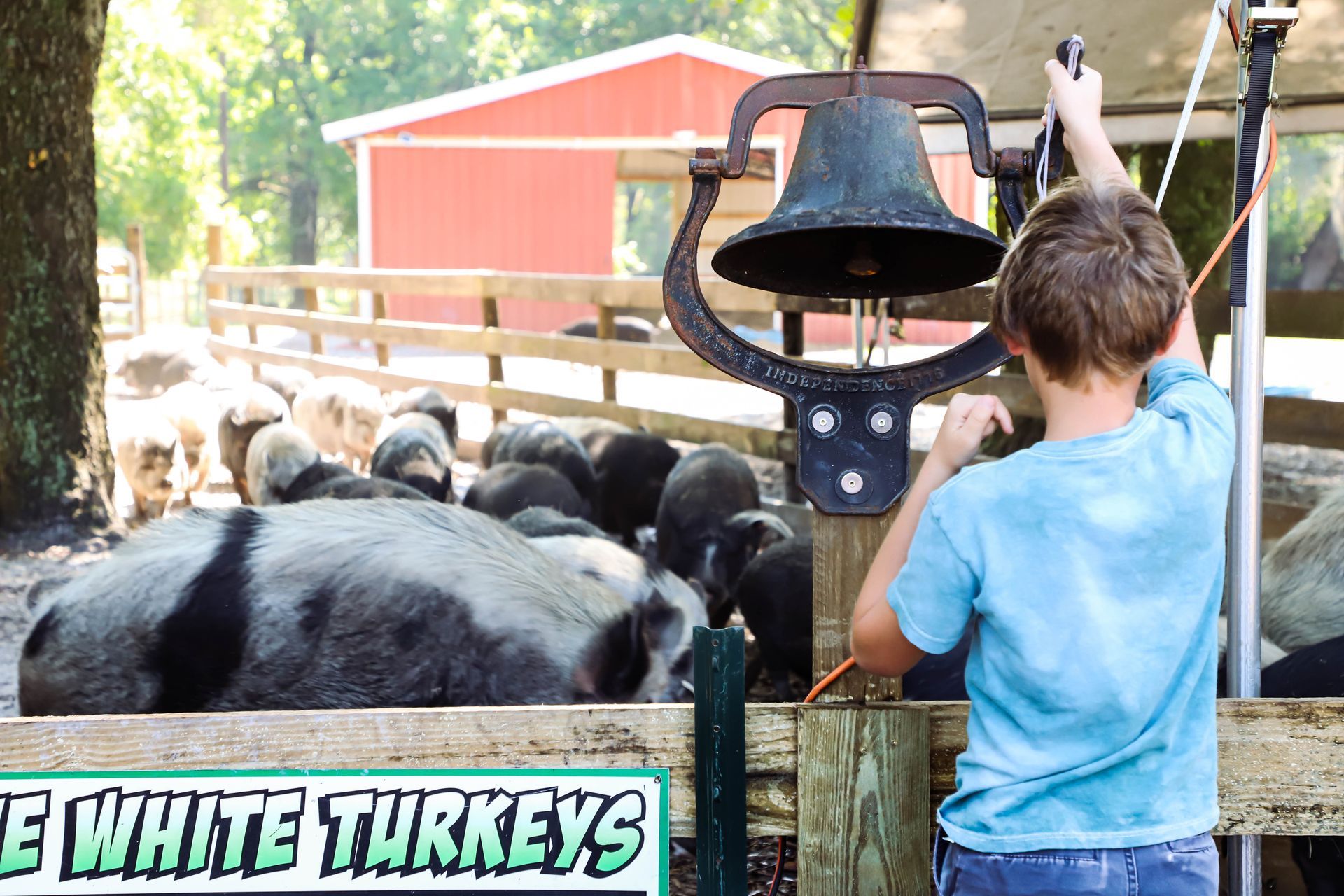 Boy ringing a large bell near pigs in a pen, with a red barn in the background.