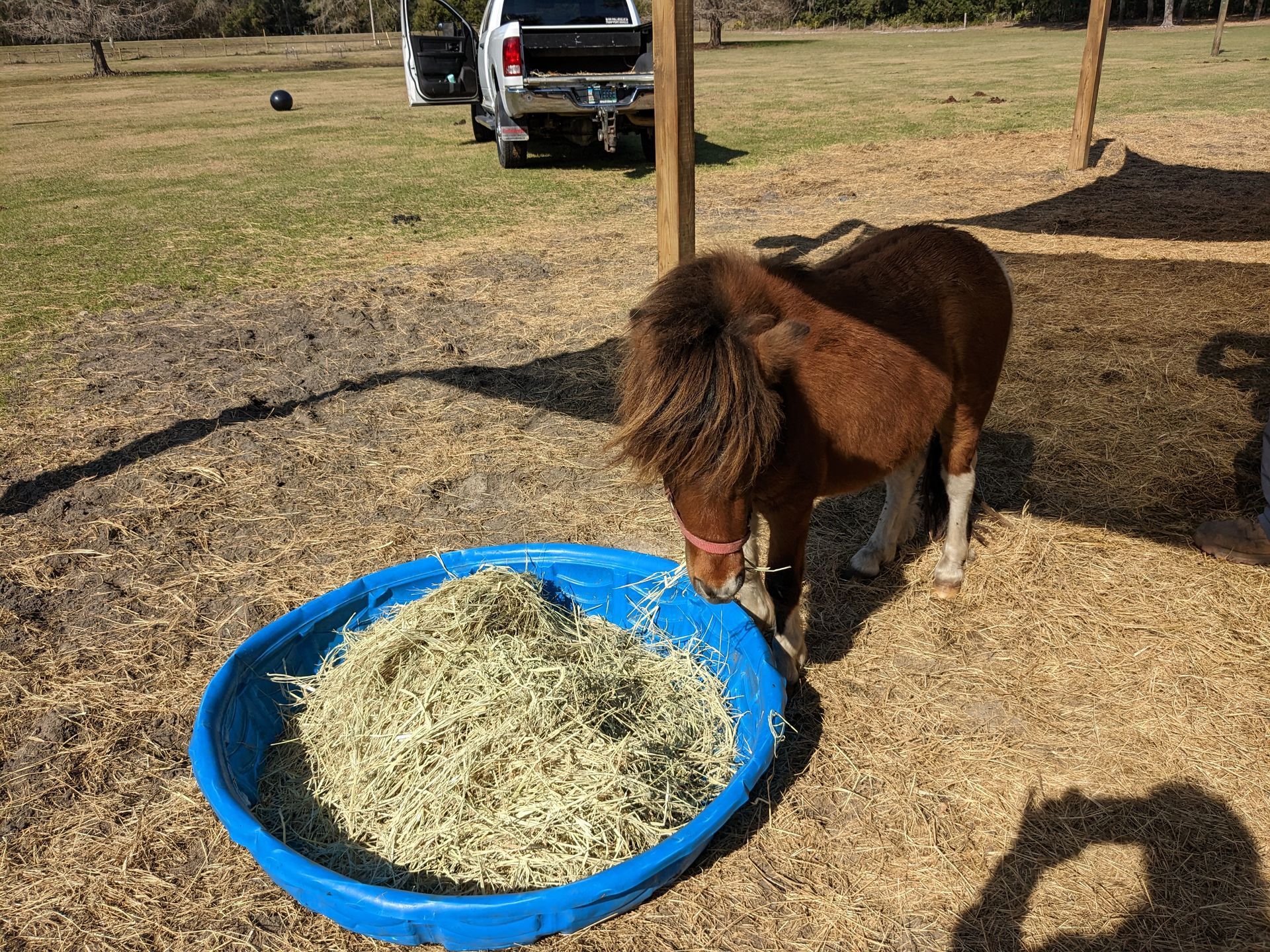 A brown pony eats from a blue tub of hay outside. A truck is parked behind it.