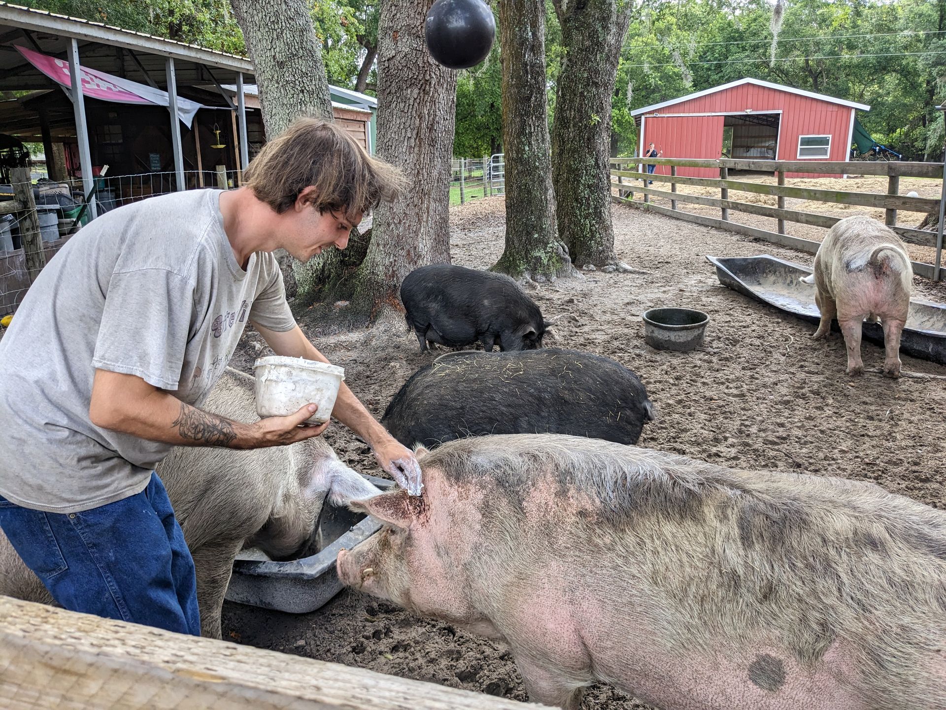 Man feeding pigs from a bowl in a muddy pen, with a red barn visible in the background.