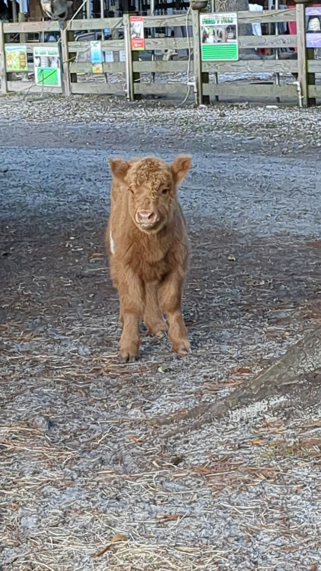 Brown Highland calf standing, looking towards the camera, in a farm enclosure.