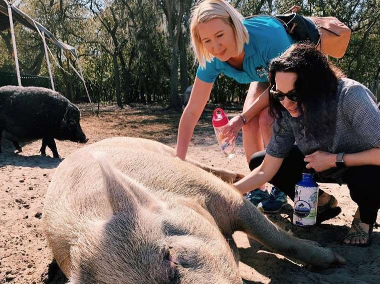 Two women petting a large pig lying on the ground outdoors. Another pig is nearby.