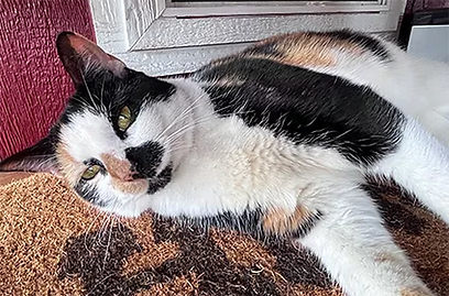 Calico cat relaxing on a brown mat, looking at the camera with a relaxed expression.