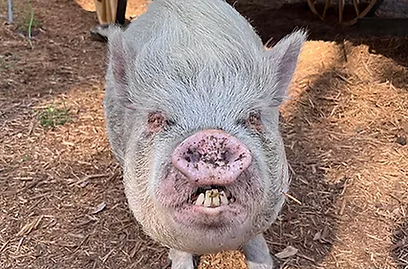 A gray pig with tusks stares directly at the camera, outdoors.