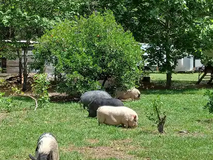 Pigs grazing in a grassy yard, with trees and a building in the background.