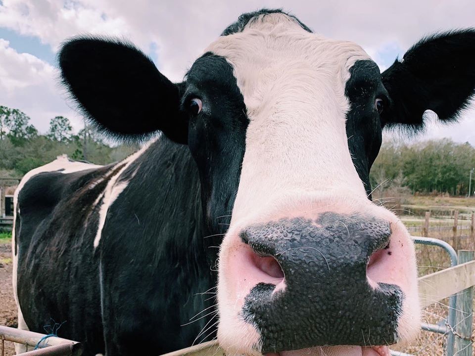 Black and white cow with large nose close-up, outdoors.