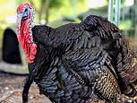 Black turkey with red wattles and blue head feathers.