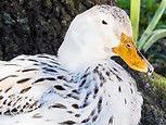White duck with black spotted feathers and an orange beak resting near a tree trunk.