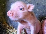 Pink piglet, side profile, looking towards the viewer, sitting in a straw-filled pen.
