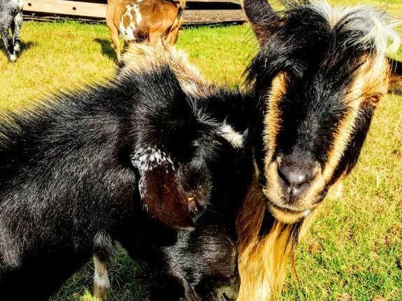 Two goats with black and tan fur, nuzzling on a grassy field.