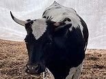 Black and white cow with horns stands in a field.