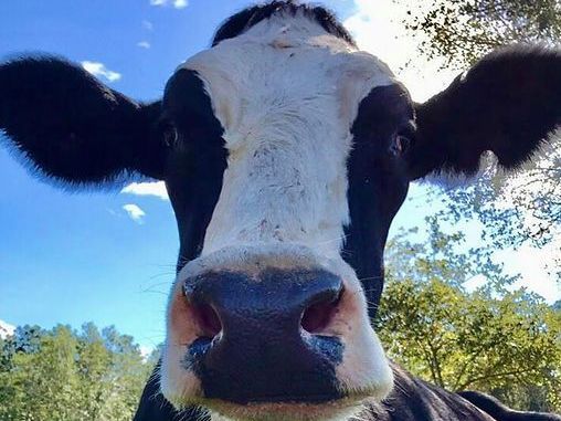 Black and white cow up close with large nose, looking at camera against a blue sky with trees.