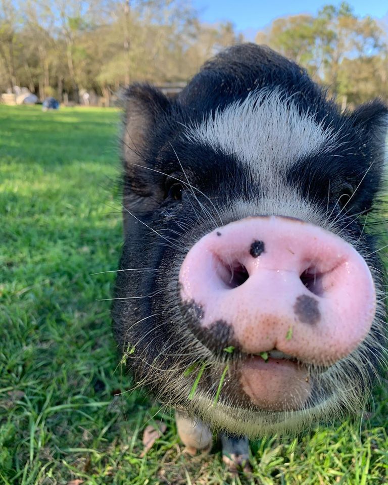 Black and white pig with a large pink snout, eating grass in a field.