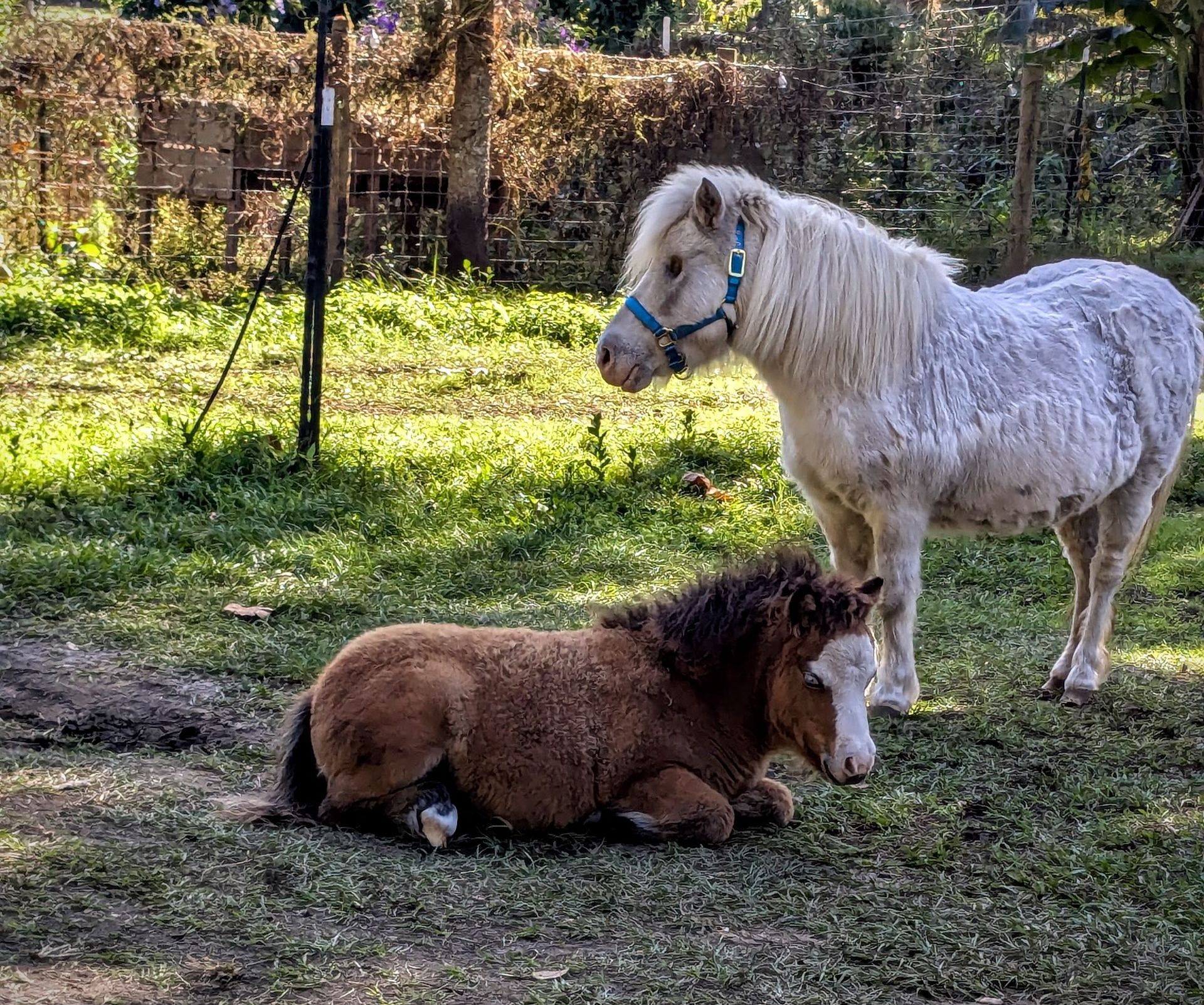 Two miniature ponies; one white standing, one brown resting on grass in sunny pasture.