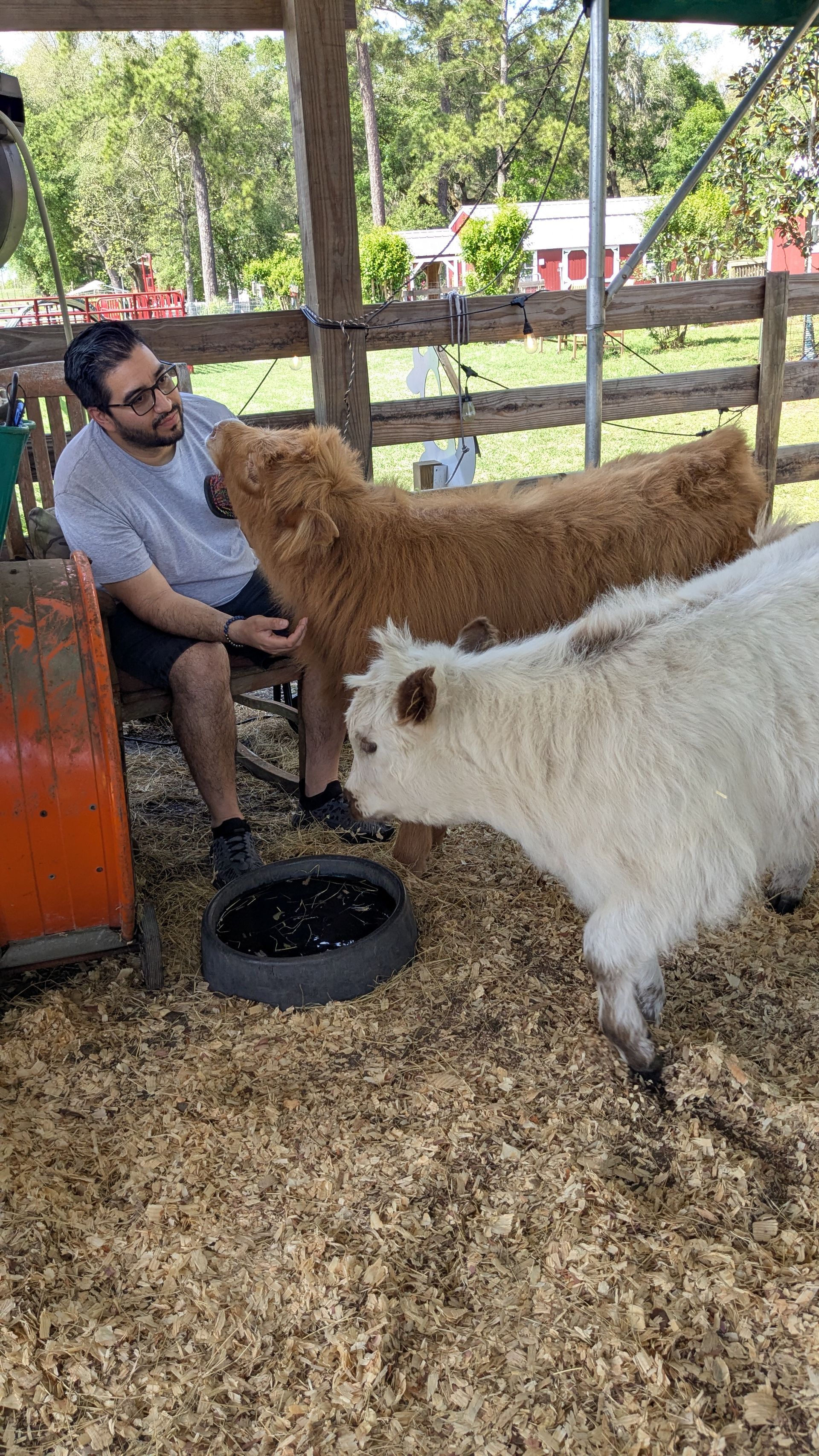 Man sits with two fluffy cows, one orange, one white, near a water dish in a pen.