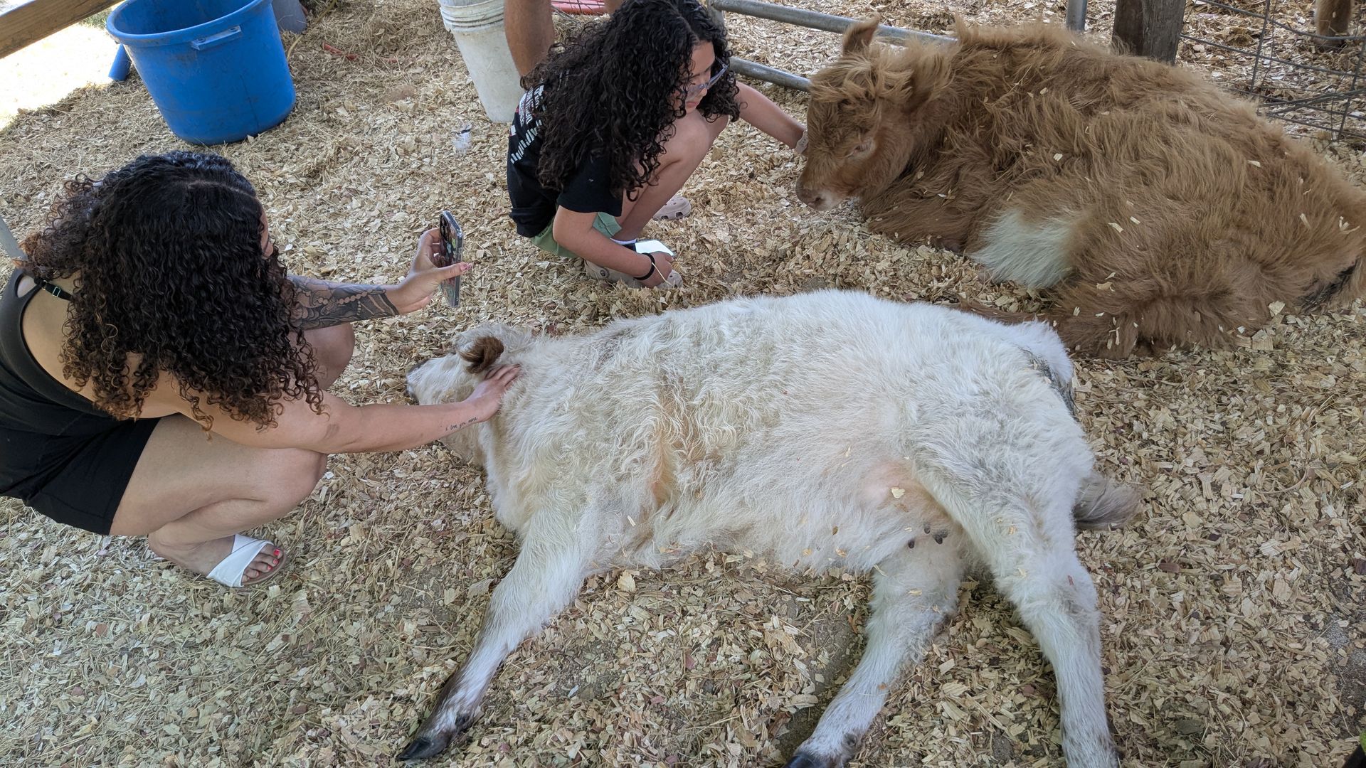Two people petting a white cow lying on wood chips, another brown cow nearby.