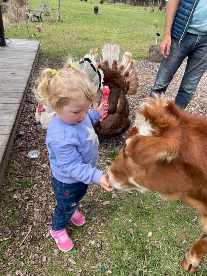 Young child in blue holds out food to a brown calf, with turkeys and a person visible in the background.