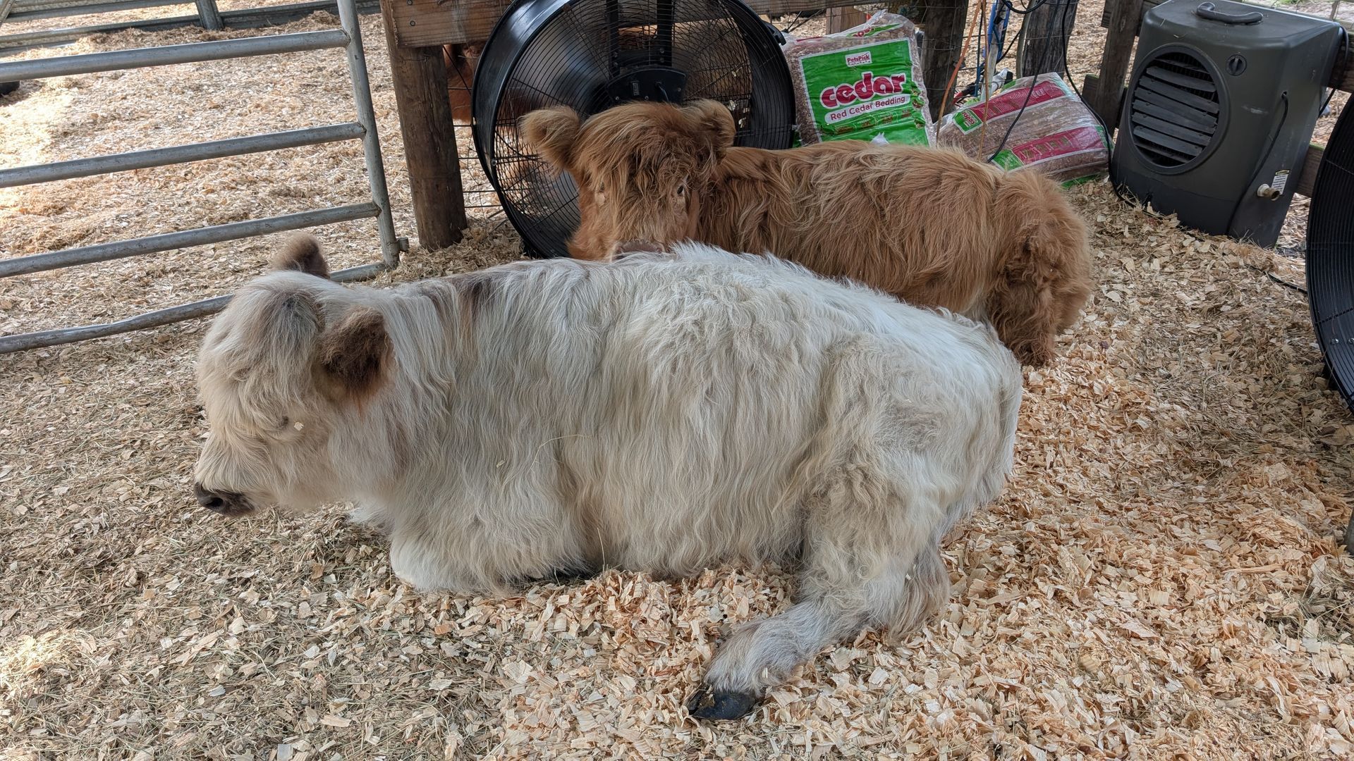 Two fluffy miniature Highland cows resting on wood shavings.