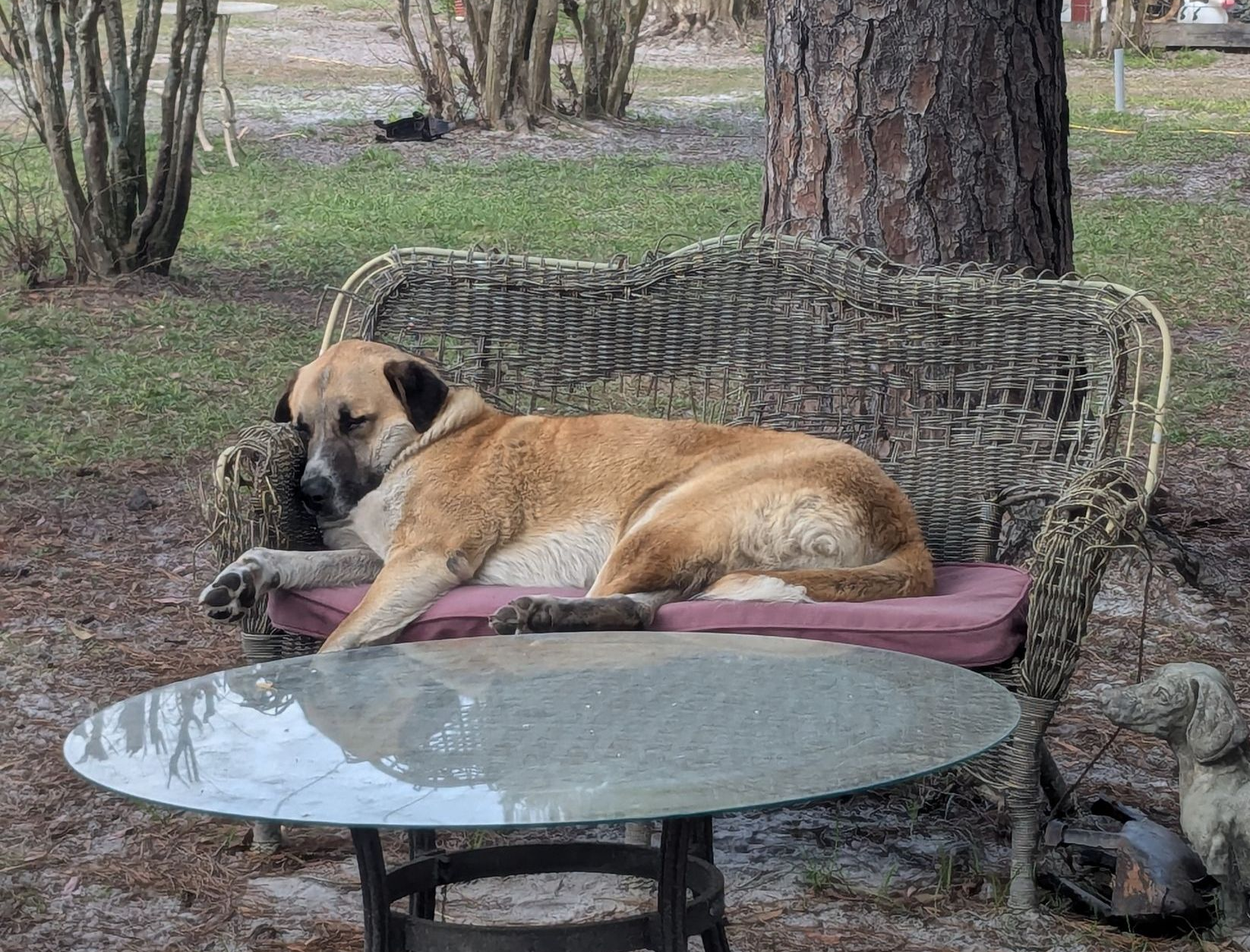 Dog resting on a wicker bench in an outdoor setting. Tan fur, pink cushion, round table in foreground.