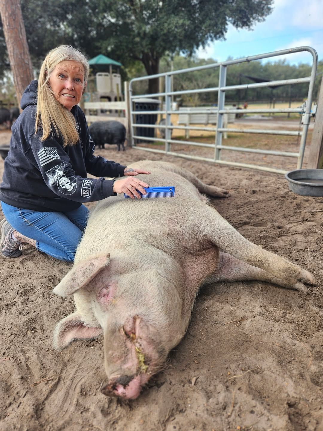 Woman brushing a large pig lying in sand outdoors; pig is light pink.