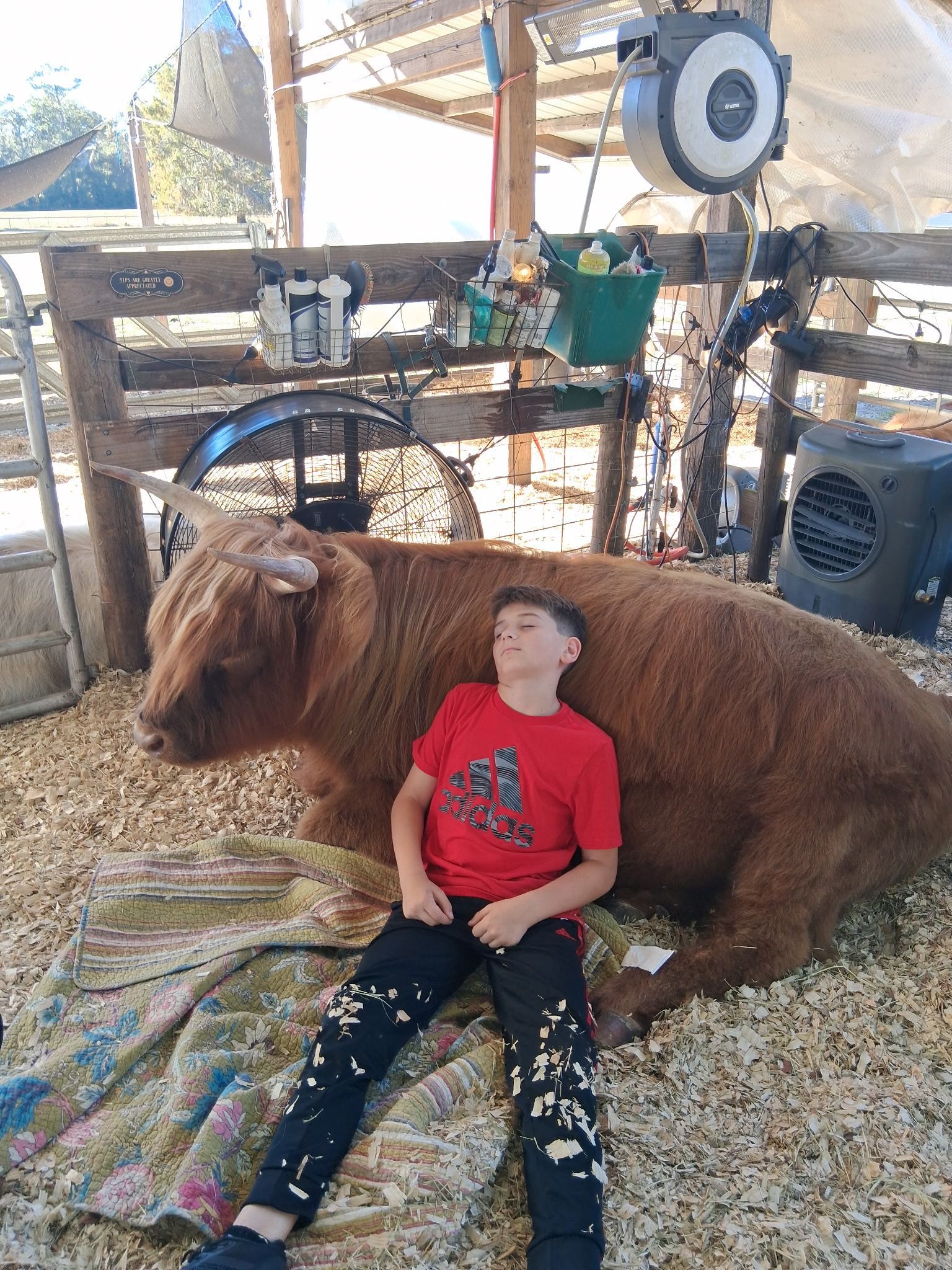 Boy asleep against a brown Highland cow in a barn setting, with hay and equipment visible.