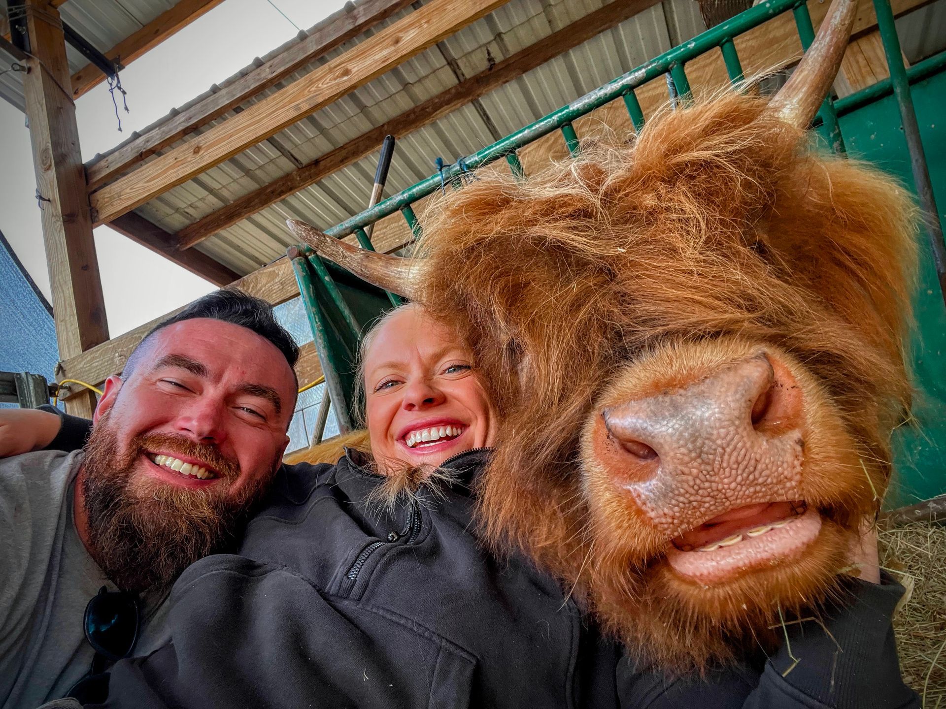 Man and woman smile, posing with a Highland cow in a barn.