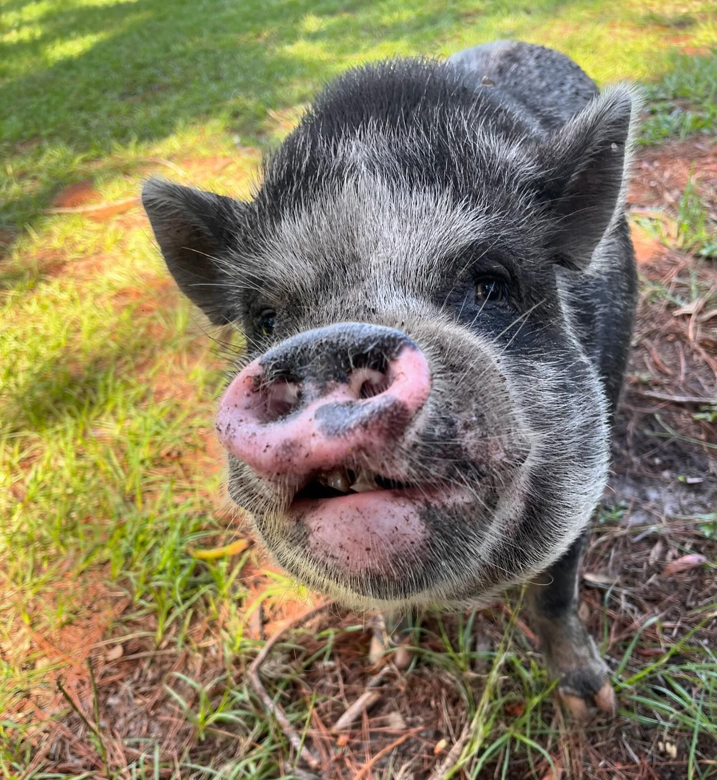 Black and white pig with a large snout, standing in grass, looking directly at the camera.