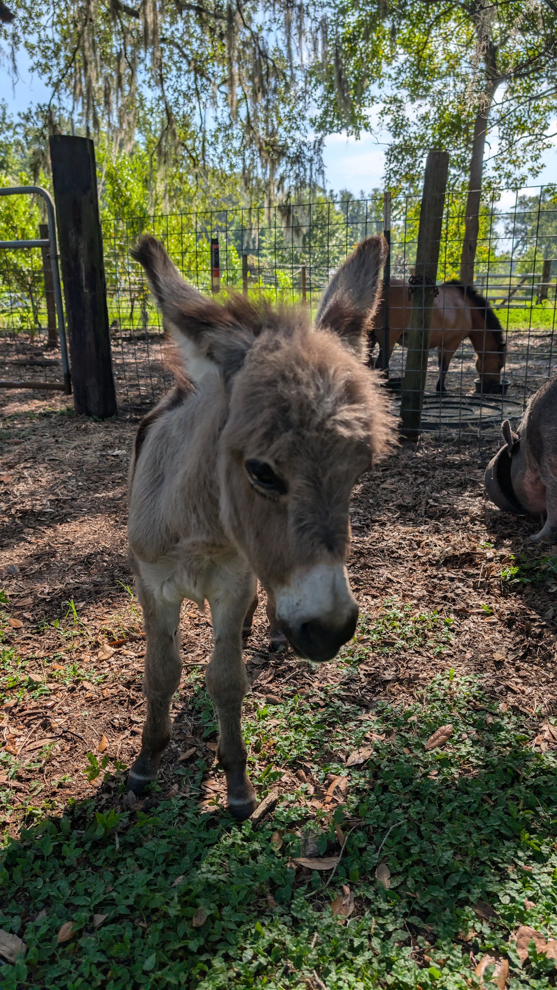 Donkey standing in a sunny wooded enclosure with a fence in the background