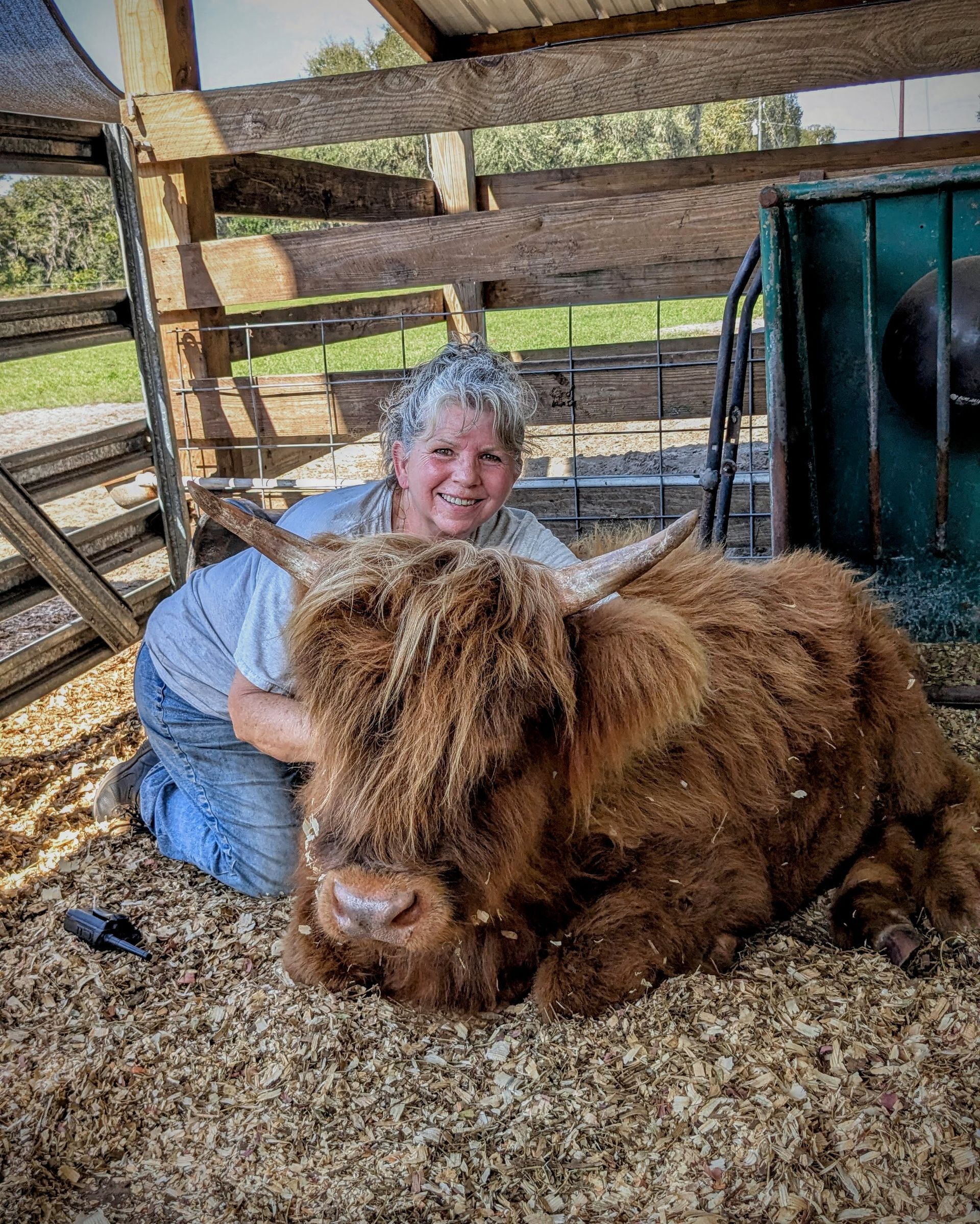 Woman kneeling with fluffy brown Highland cow in a barn. Smiling, brown shavings on the ground.