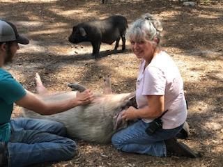 Two people pet a pig lying on its back outdoors, another pig watches nearby.