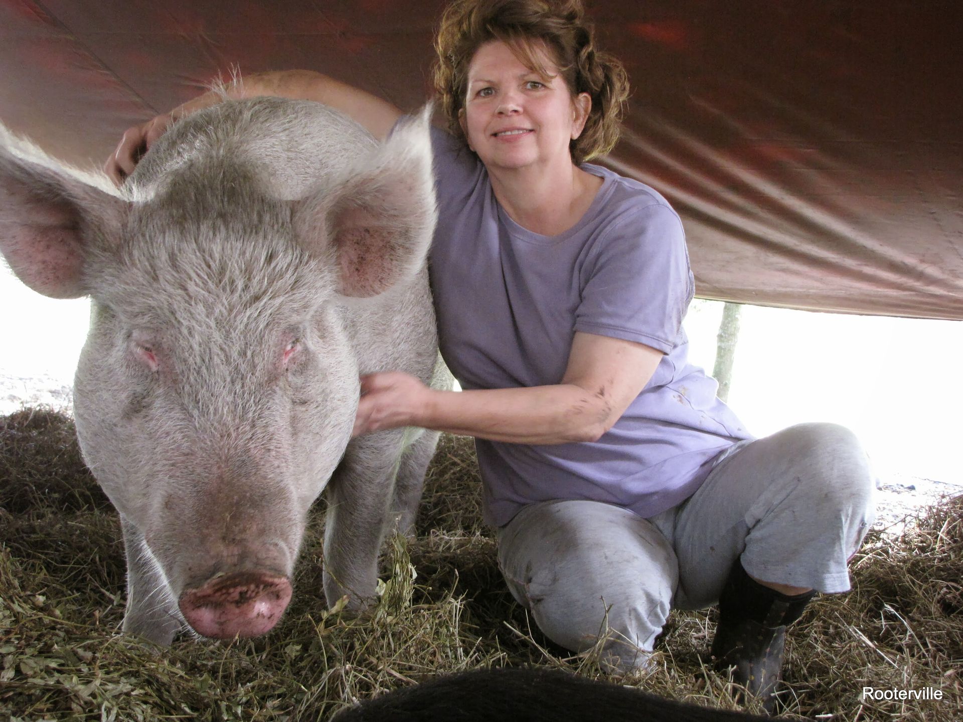 Woman in purple shirt, kneeling, pets a large, pale pink pig inside a shelter.