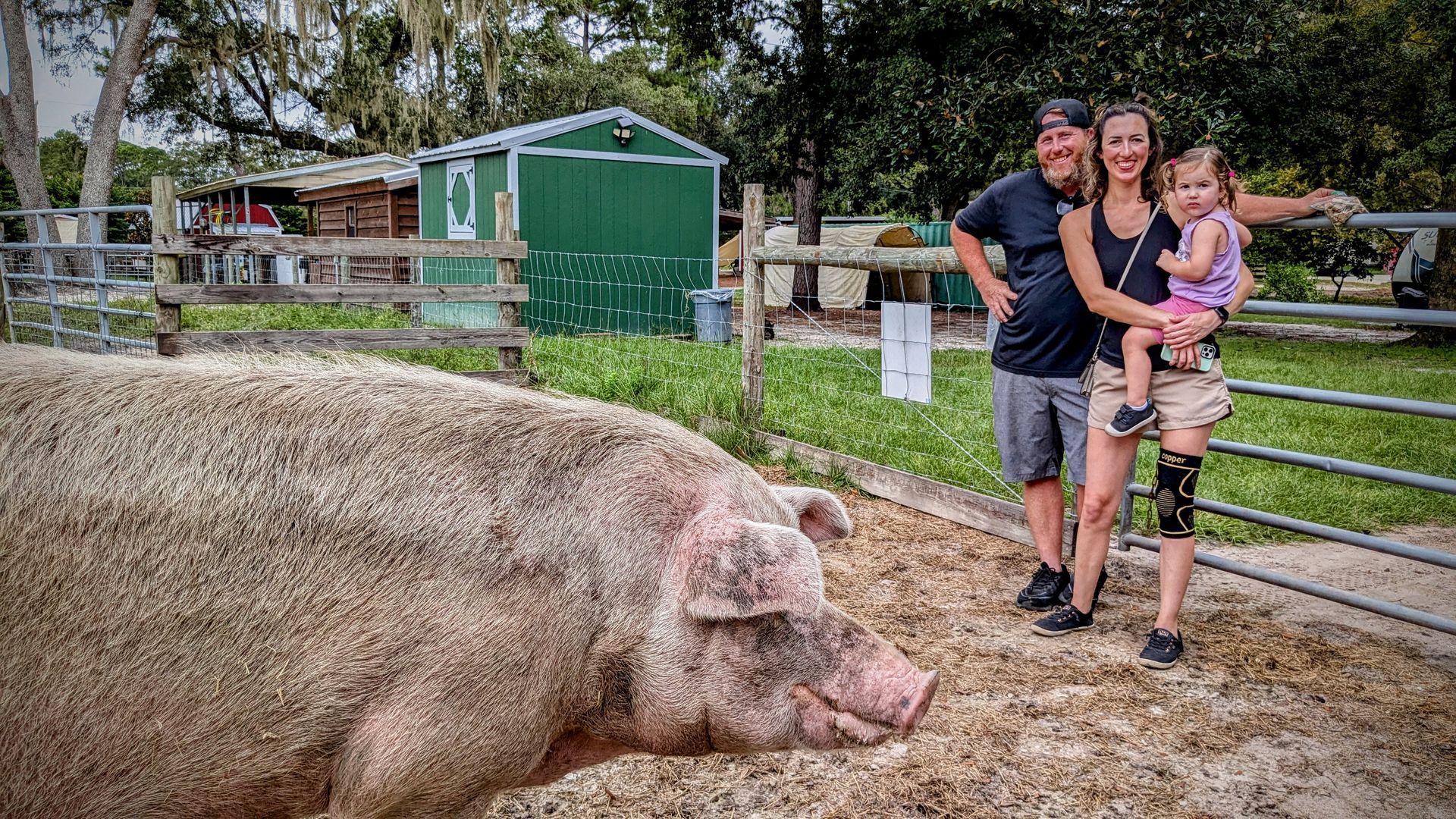 Family poses with large pig in pen, green shed in background.