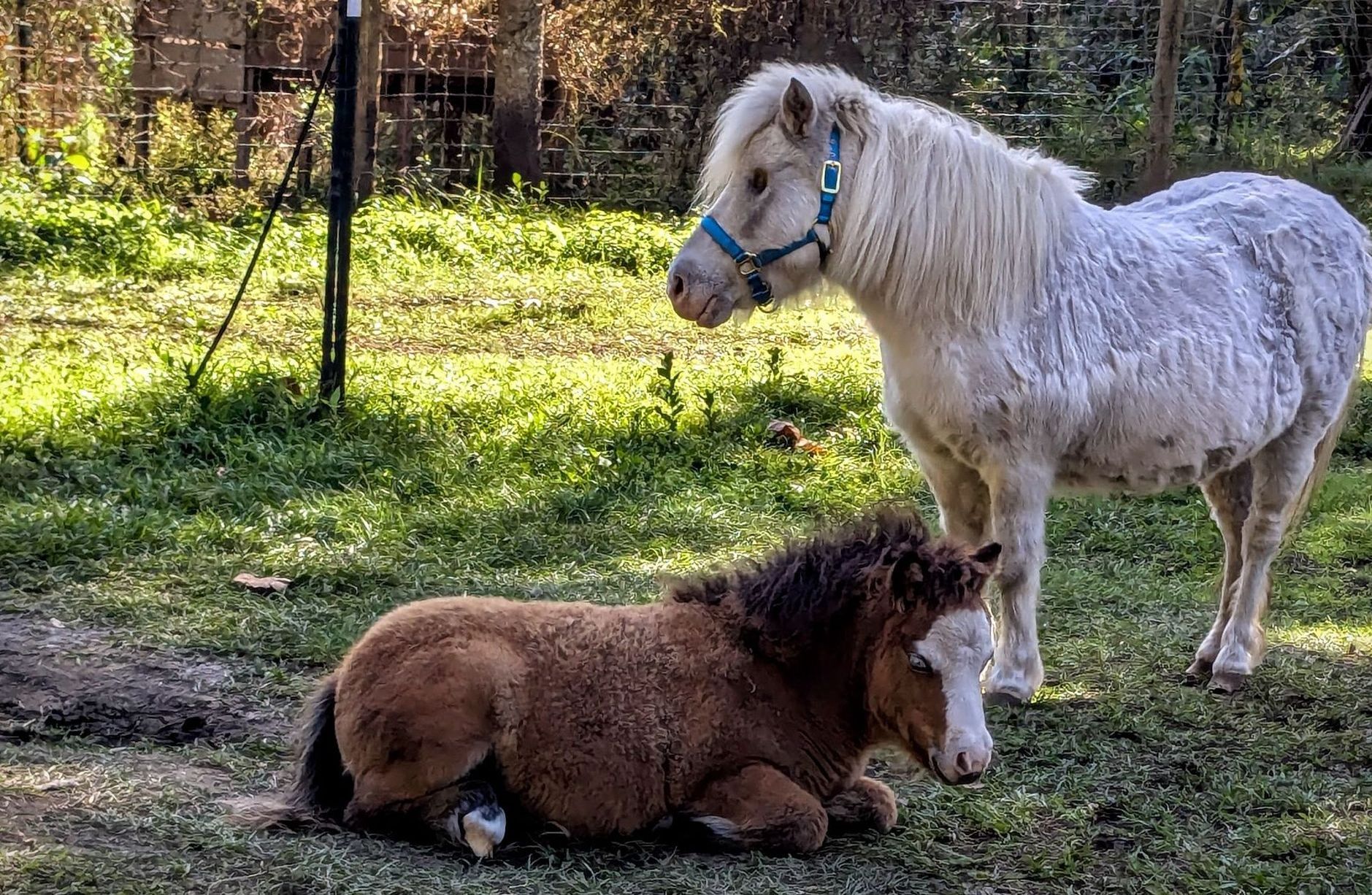 Two miniature ponies: one white, standing; one brown, lying down on grass.