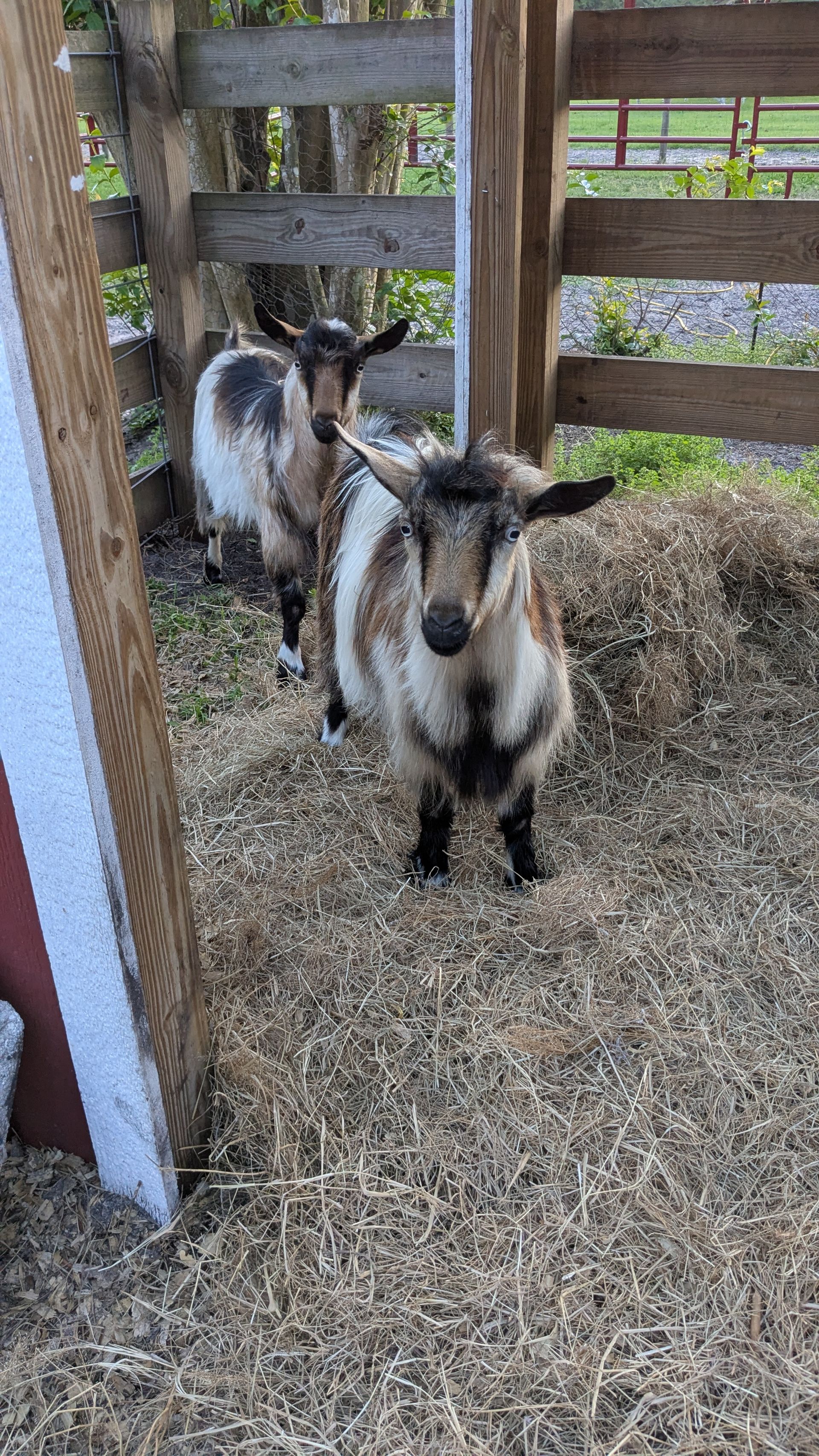 Two goats in a hay-covered pen, one looking forward, the other behind. They have white, brown, and black fur.
